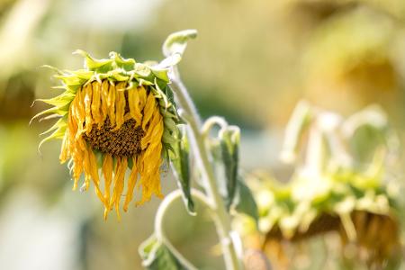 Von Hitze und Trockenheit geschädigte Sonnenblumen stehen auf einem Feld bei Lindchen in Südbrandenburg.