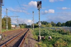Schafe im Gleis verursachen Polizeieinsatz