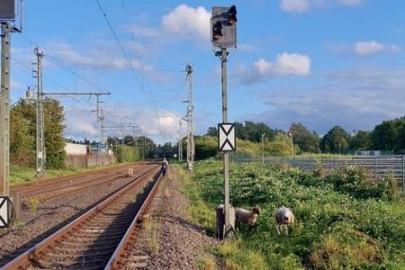 Schafe im Gleis verursachen Polizeieinsatz