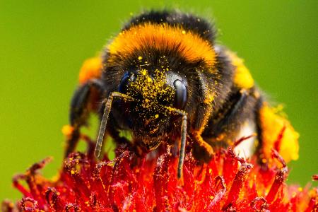 Eine Hummel mit Blütenstaub