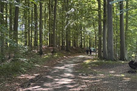 Der Torso wurde in einem Waldstück gefunden.