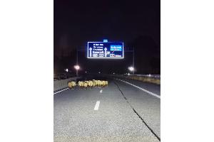 Die ausgebrochene Schafherde auf der BAB A659