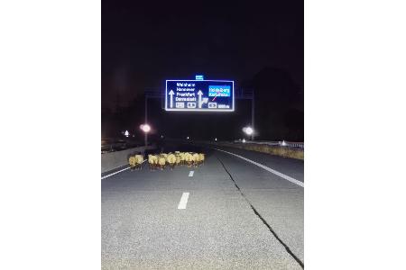 Die ausgebrochene Schafherde auf der BAB A659