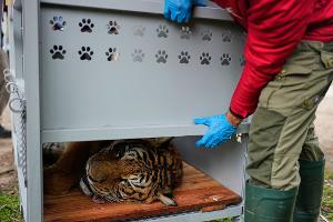 Ein Tiger liegt in einer Transportkiste vor seiner Verlegung in ein Schutzgebiet in Südafrika.