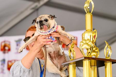 Mops-Rettungshündin Jinny Lu ist der hässlichste Hund der Welt