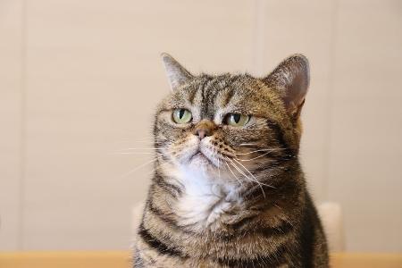 Tiere in Sprichwörtern
