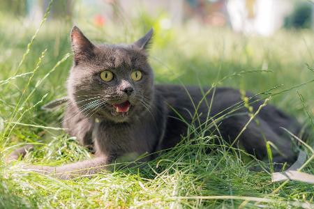Miauende Katze