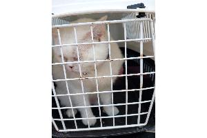 Foto - Katze