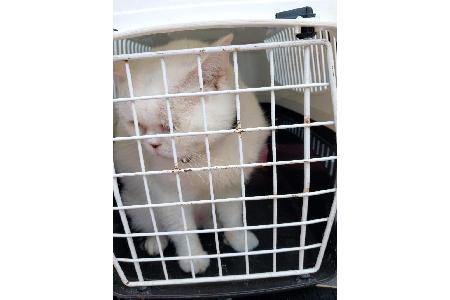 Foto - Katze
