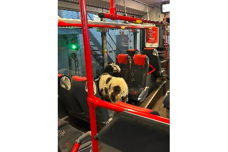 Endstation Busdepot hieß es für das Schaf.