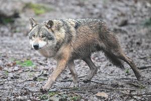 In Griechenland leben Schätzungen zufolge rund 1000 Wölfe. 