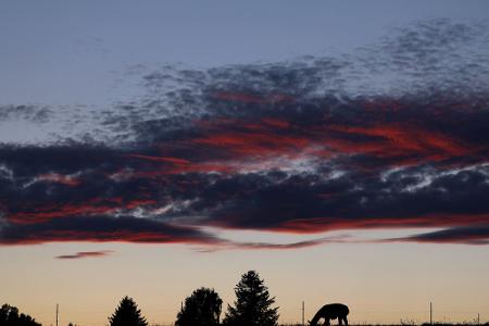 Abendstimmung im Allgäu. Lama grast auf der Weide