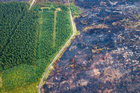 Straße trennt verkohlte Fläche von verschontem Wald im Hohen Venn