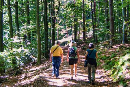 Wald, Lothringen, Frankreich, Stellplatz, Metz, Nancy