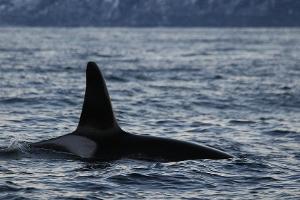 Neues Wal-Zentrum in Norwegen eröffnet im nächsten Sommer