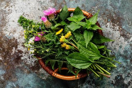 Naturkraft statt Chemiekeule: Diese 15 Heilpflanzen sollten Sie kennen