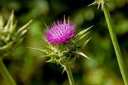 Mariendistel