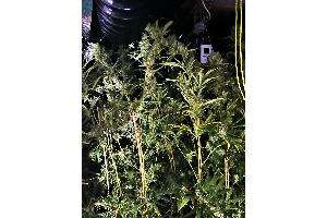 Die Polizei hat zahlreiche Cannabispflanzen aus illegalem Anbau sichergestellt. Foto: Polizei Borken