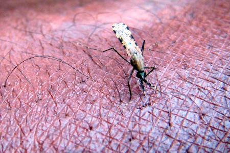 Malaria wird von Mücken übertragen. (Symbolbild)