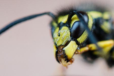 Wespen begleiten uns in den Herbst