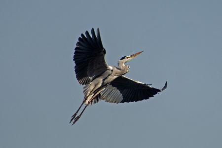 Graureiher im Flug