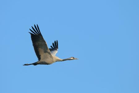 Kranich im Flug