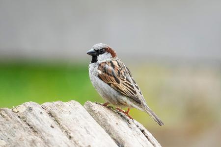 Spatz