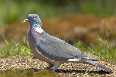 Ringeltaube
