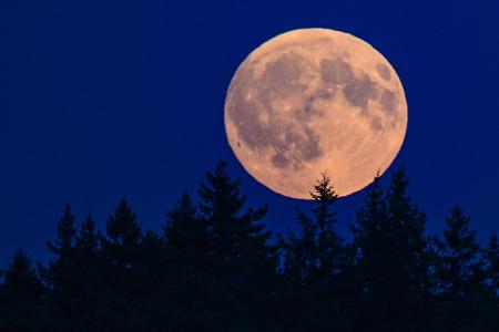 Der zu 99,8 Prozent sichtbare zunehmende Mond leuchtet am Abend über einem Wald in Brandenburg. 