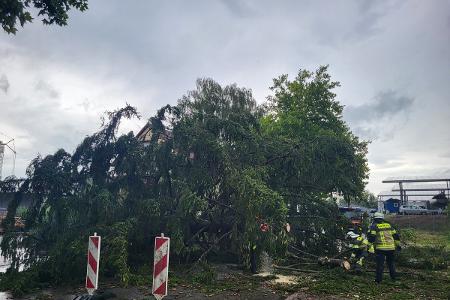 Umgestürzter Baum