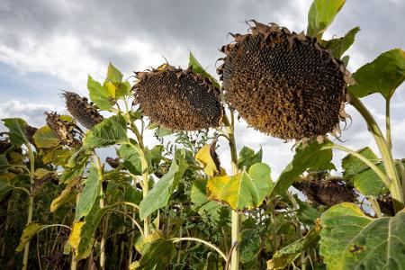 Verblühte Sonnenblumen 