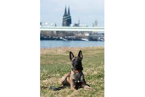 Diensthund Aiko