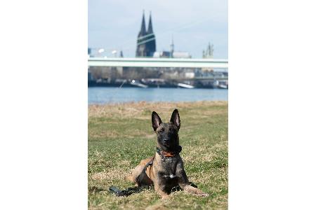 Diensthund Aiko