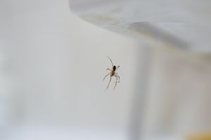 Spinne im Spinnnetz in der Wohnung