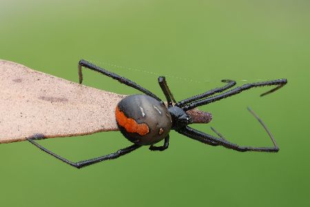 Rotrückenspinne auf einem Stück Holz