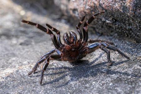Sydney-Trichternetzspinne
