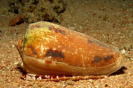 Kegelschnecke am Meeresboden