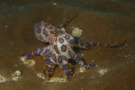 Blaugeringelter Kraken