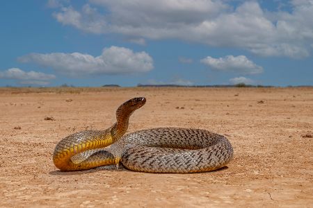 Taipan in der Wüste
