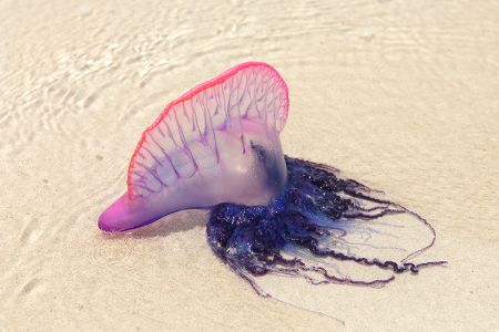 Portugiesische Galeere am Strand