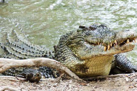 Krokodil liegt halb am Ufer, halb im Fluss