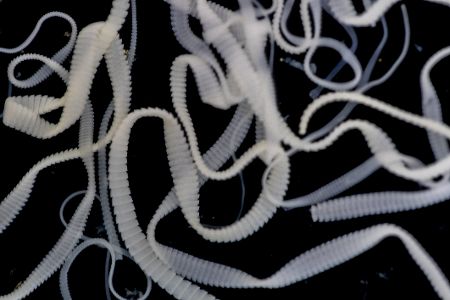 Bandwurm unterm Mikroskop