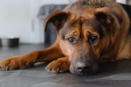 Hund liegt in einem Raum mit dem Kopf auf den Pfoten