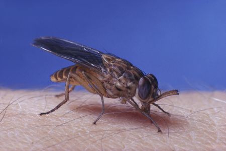 Tsetsefliege