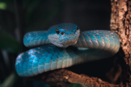 Giftige Viper auf einem Baum