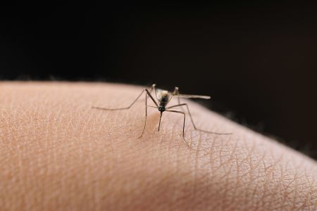 Stechmücke auf menschlicher Haut