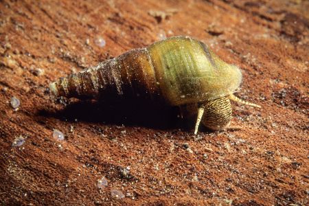 Süßwasserschnecke