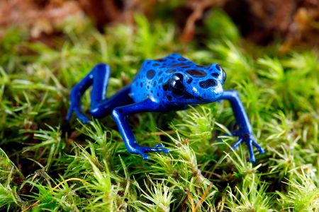 Blauer Pfeilgiftfrosch