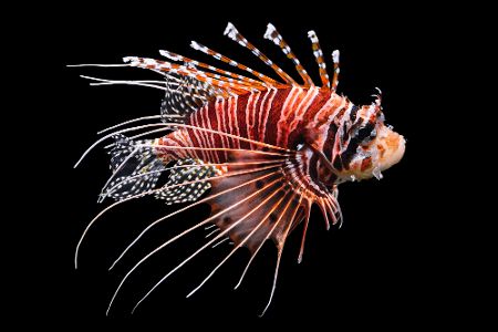 Rotfeuerfisch