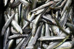 Der Großteil des europäischen Bedarfs an Sardinen wird mit Importen aus Marokko gedeckt. (Symbolbild)